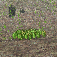 Wild Leaves.png
