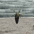 Mosquito (Suikoden IV).png